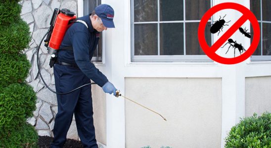 Murgul Fare İlaçlama böcek ilaçlama ve haşere kontrolü — ilaclama-tr.com